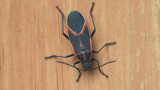 What You Need to Know About Boxelder Bugs - AAI Pest Control