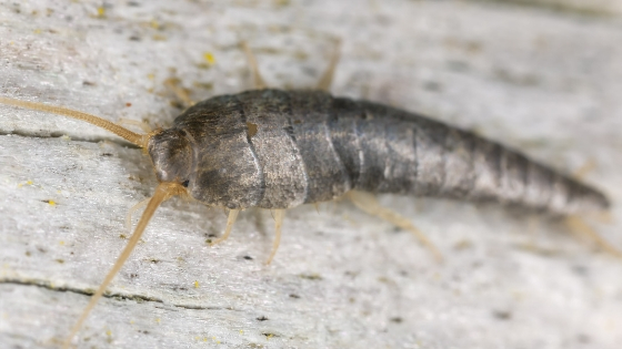 Common problems caused by silverfish - AAI Pest Control