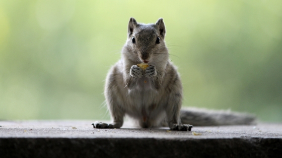 how squirrels and chipmunks break into your home - AAI Pest Control