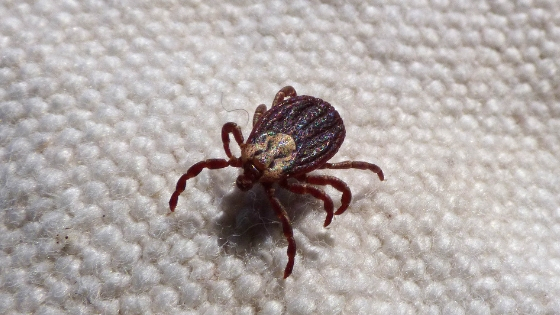 How to Get Rid of Ticks in Your Yard - AAI Pest Control