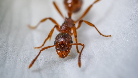 tips to keep ants away from your home