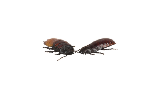 cockroach hiding places inside your home - AAI Pest Control Services