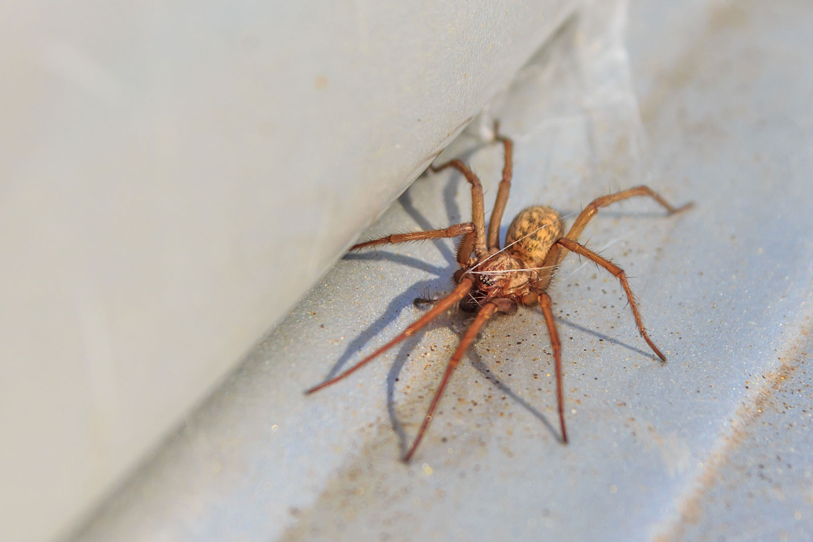 Spider Facts How to Control Spiders Tips from an Exterminator