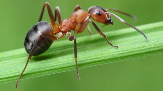 Types of ants deals