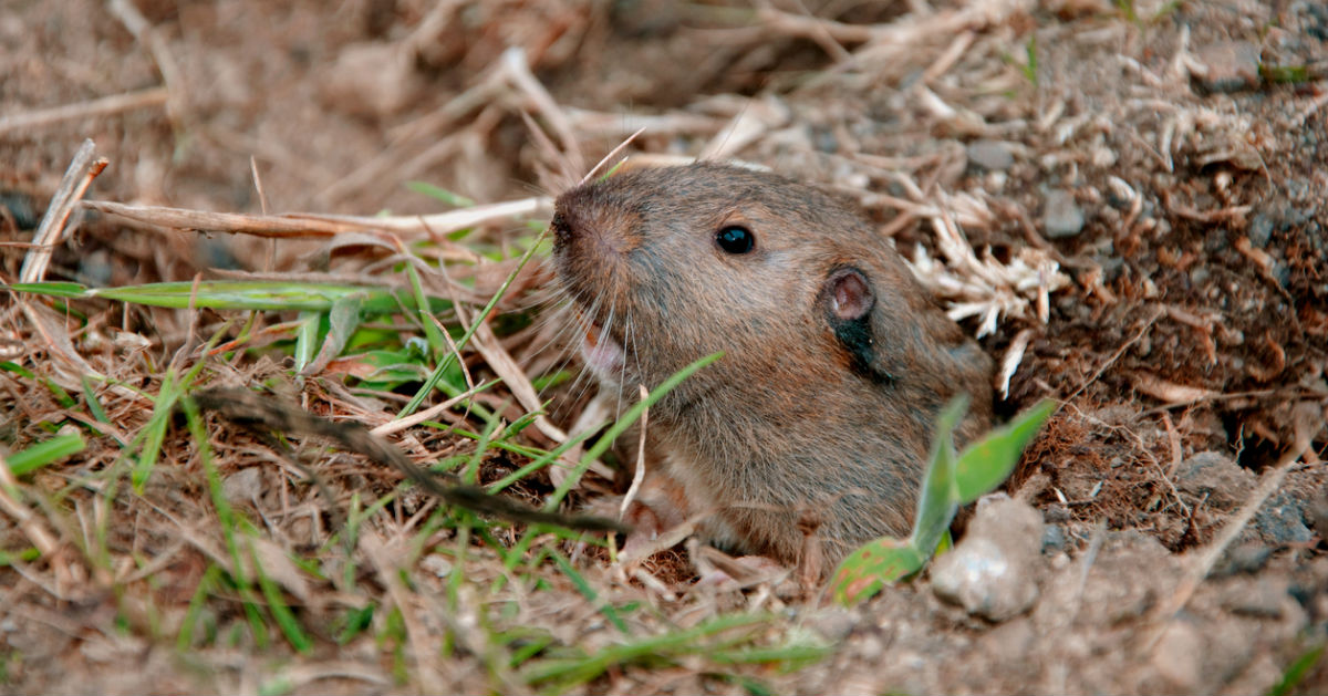 gopher control services