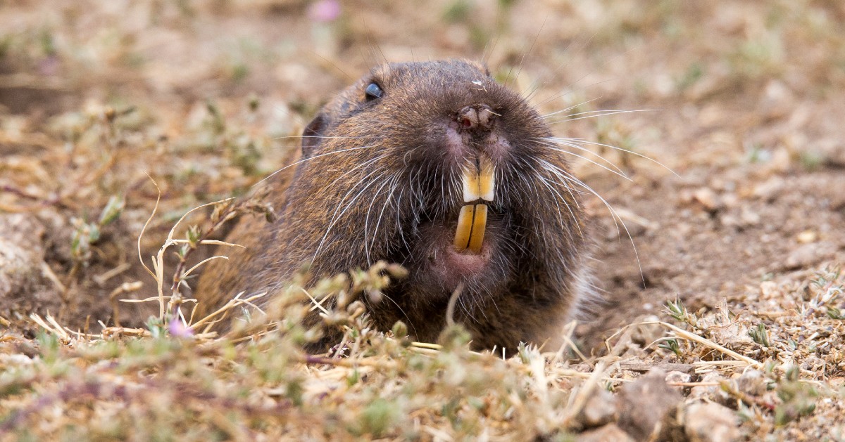 What Are Gophers? Do Gophers Live in Northern California?