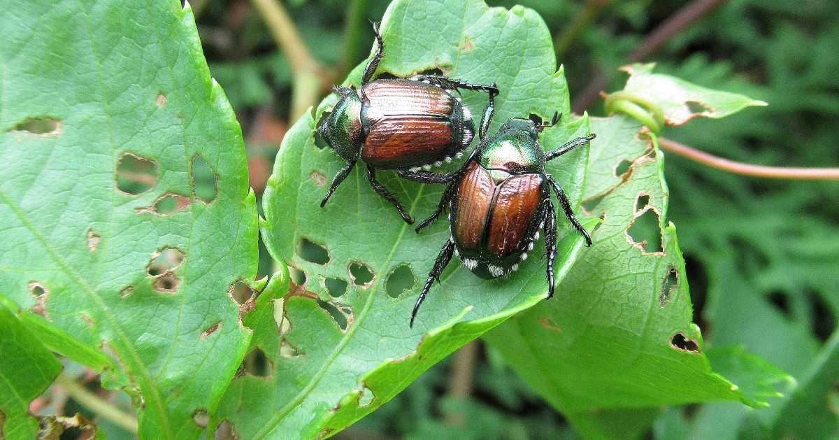skeleton-like appearance on leaves because of Japanese Beetles