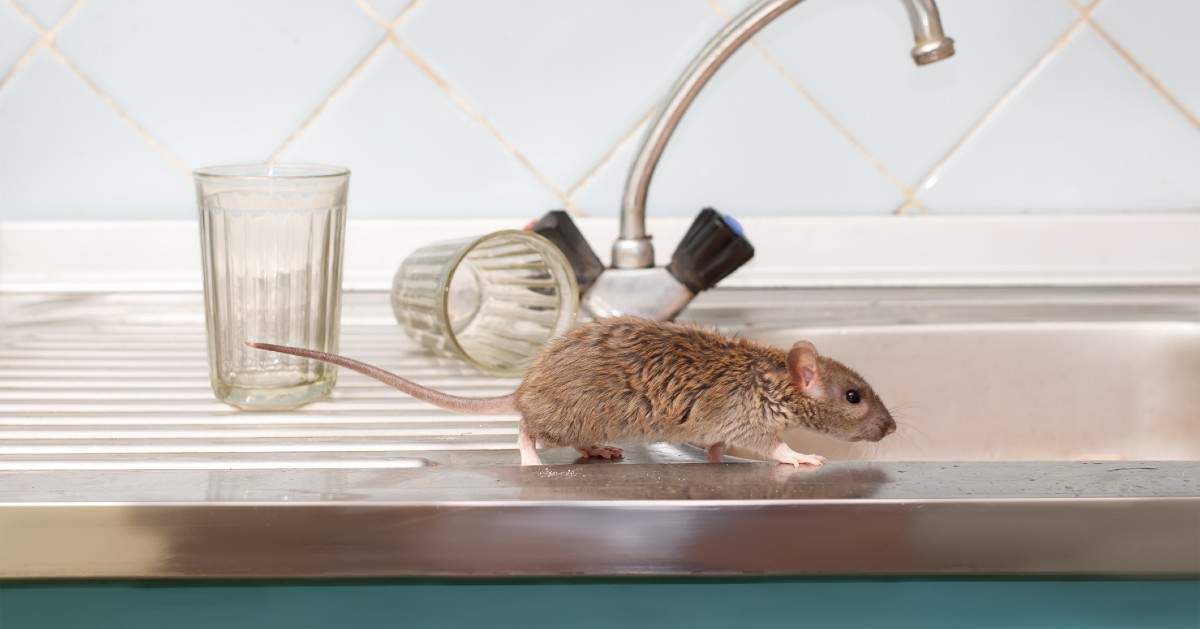The Best Way to Kill Rats and Mice Quickly