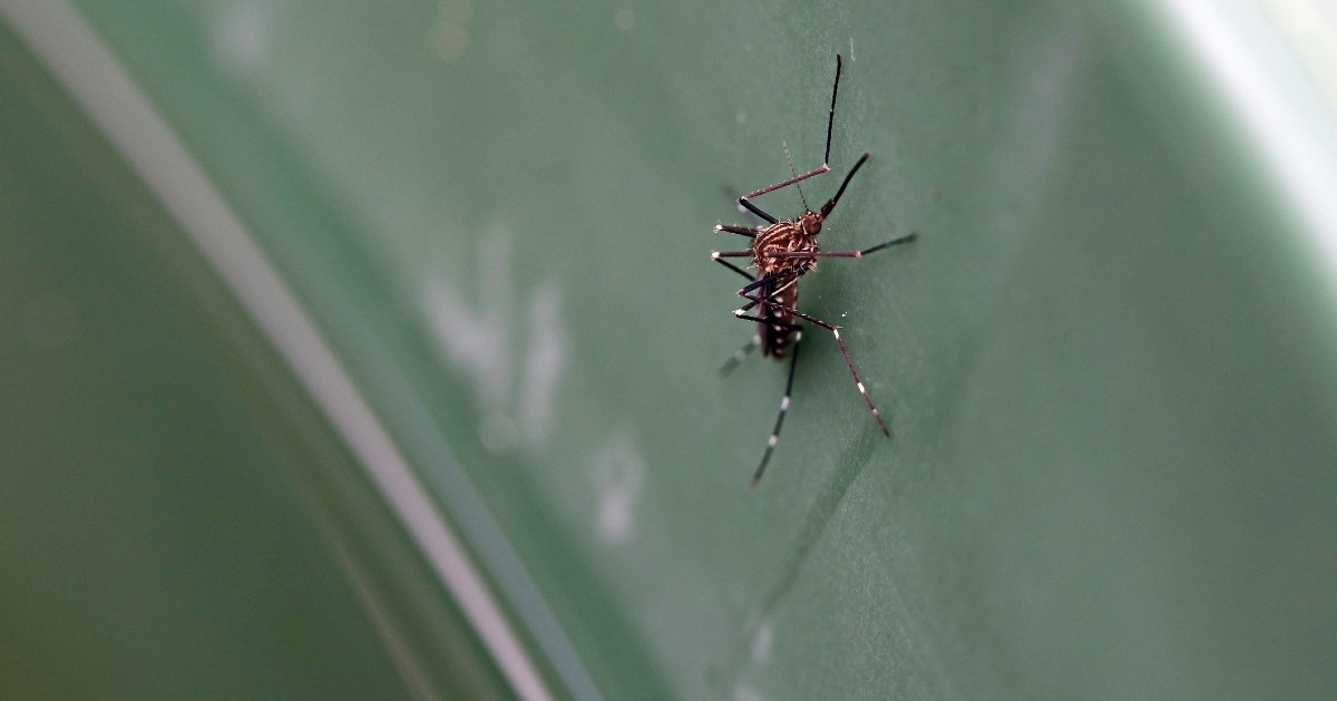 what-are-midges-do-midges-live-in-northern-california