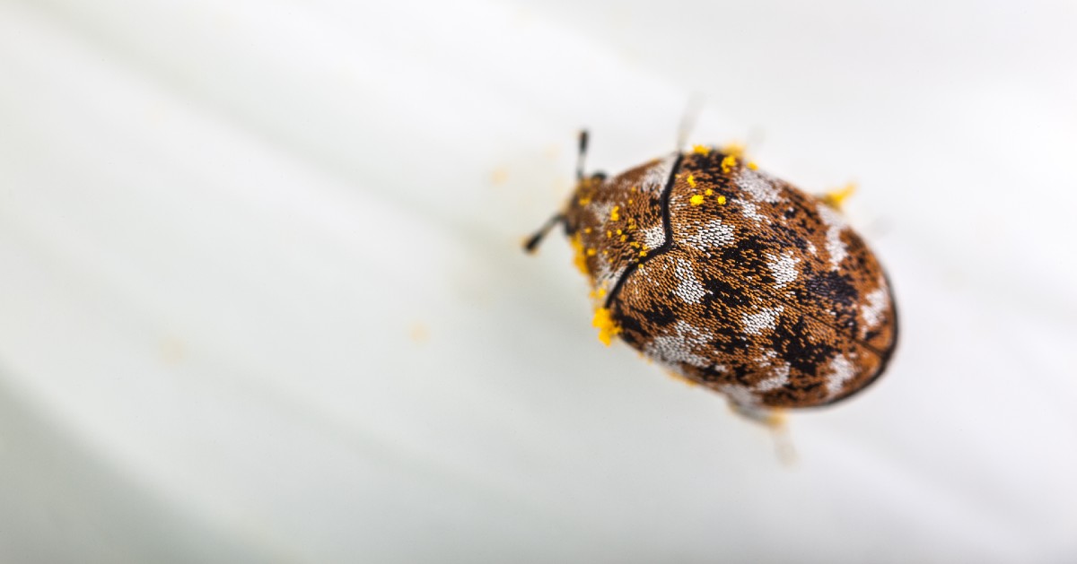 What Are Carpet Beetles? Do Carpet Beetles Live in Northern California?