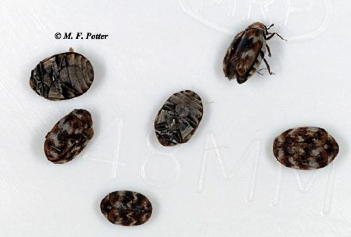 What Are Carpet Beetles Do