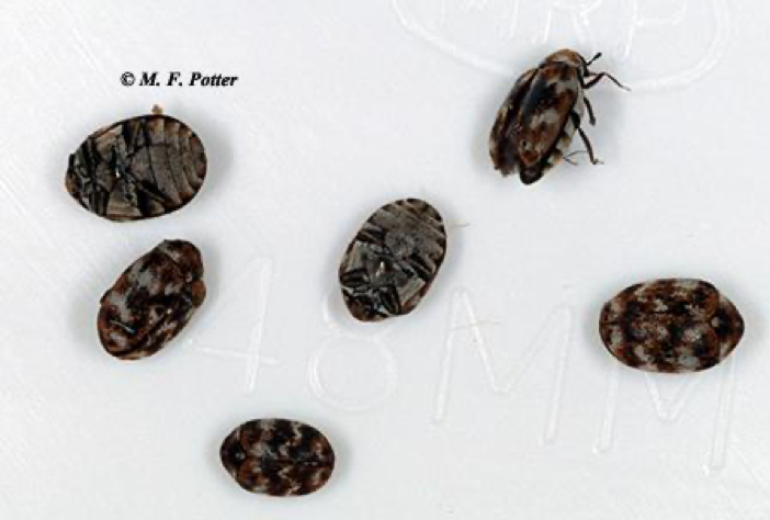 How to Get Rid of Carpet Beetles? - My Pest Pros