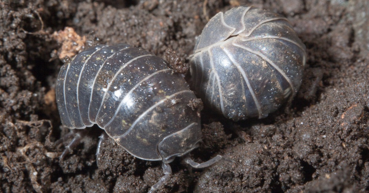 What Are Pill Bugs and Sow Bugs? Do Pill Bugs Live in Nor Cal?
