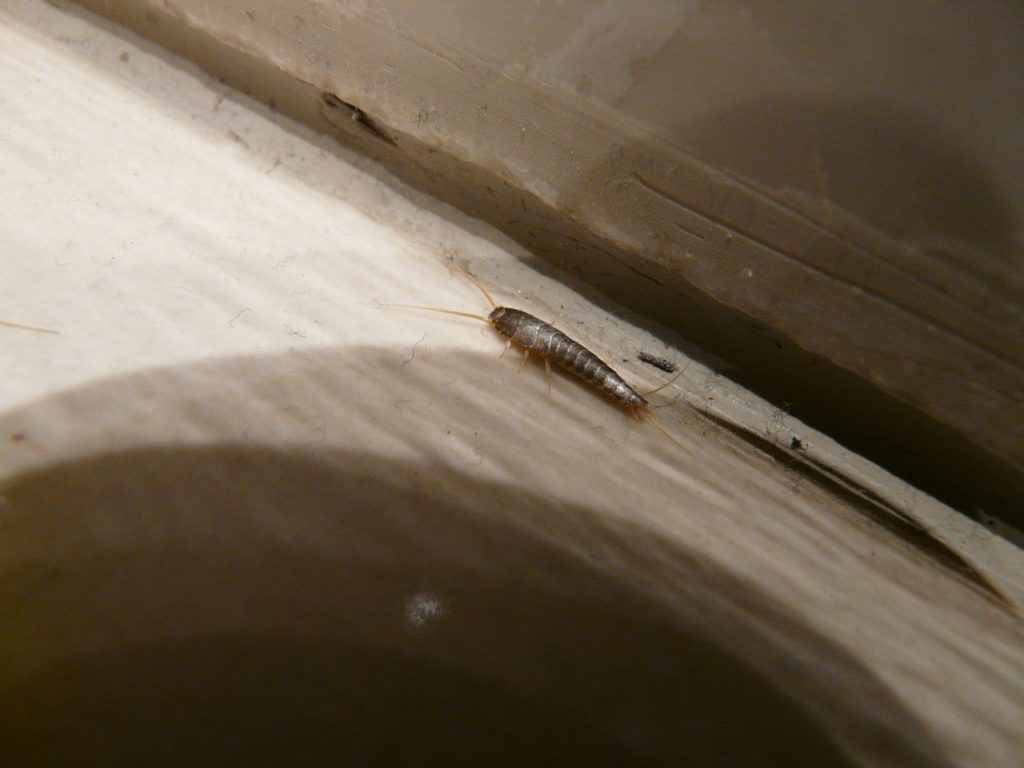 Silverfish crawling