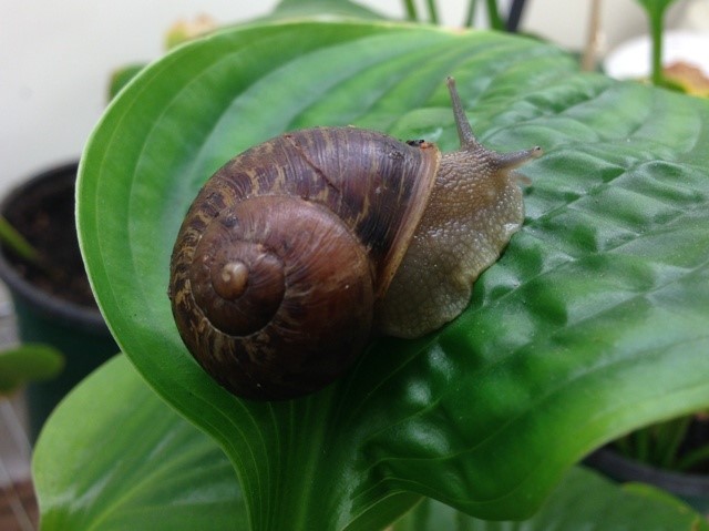 Brown garden snail