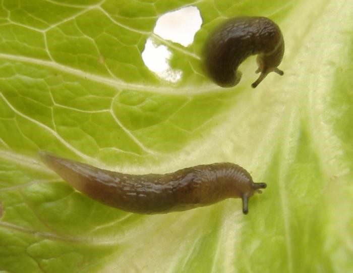 Tramp Slugs