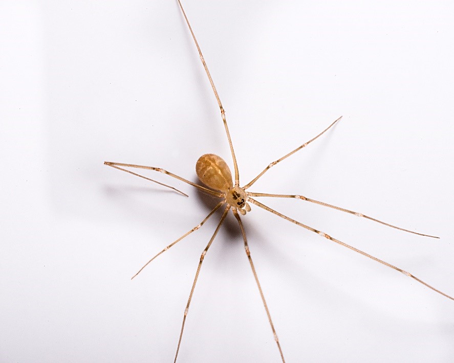 Long-Bodied Cellar Spider