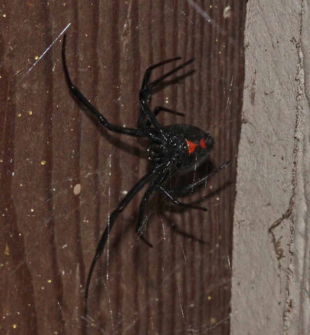 Western black widow