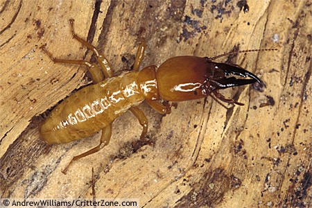 Dampwood Termites on wood