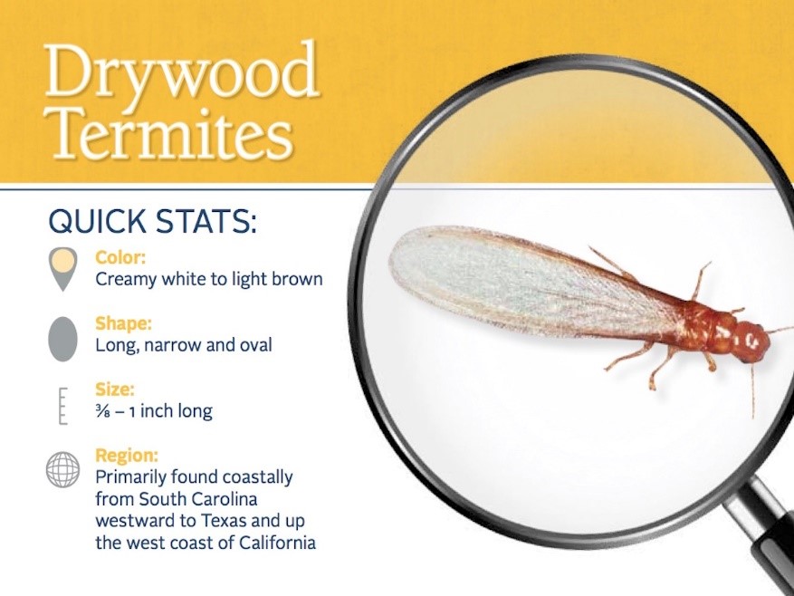 Drywood Termites