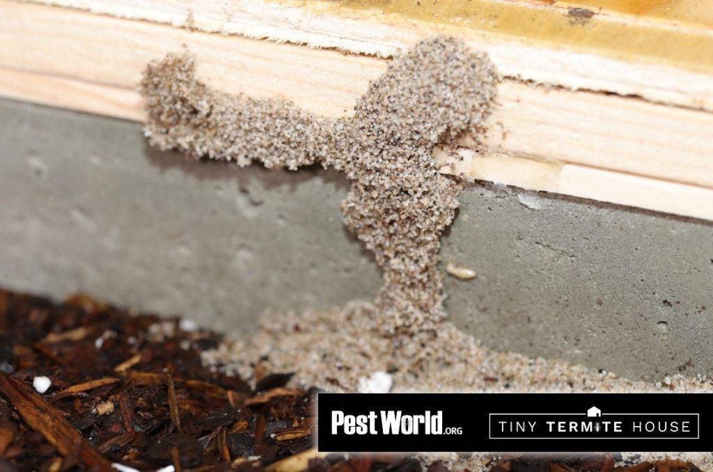 Subterranean termite mud tube