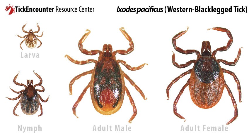 Western Blacklegged Tick