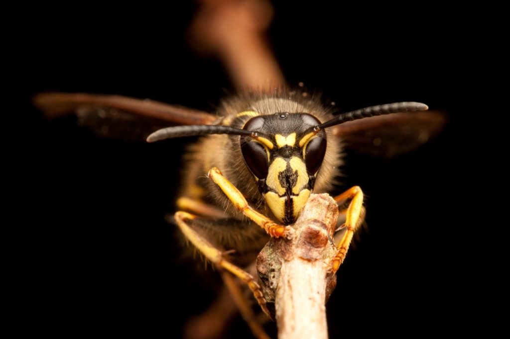 Yellow Jacket on stick