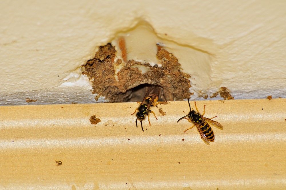 Yellow Jackets in wall