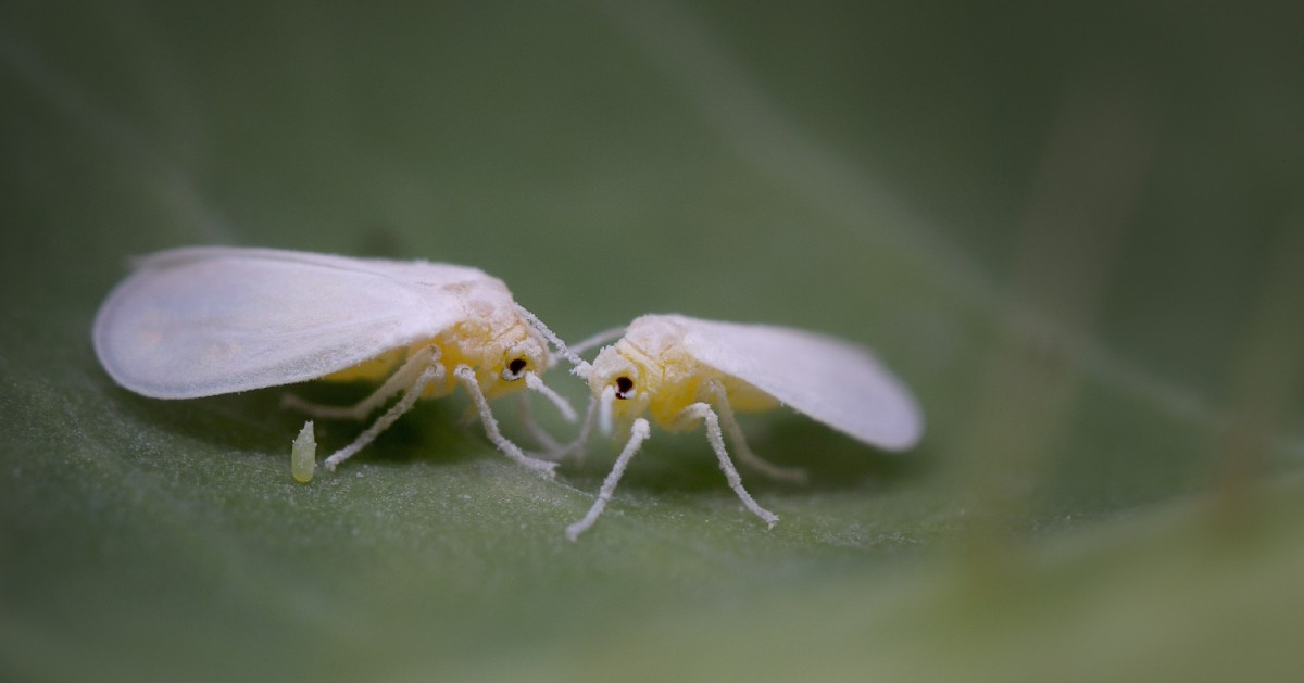 white flies on a leaf