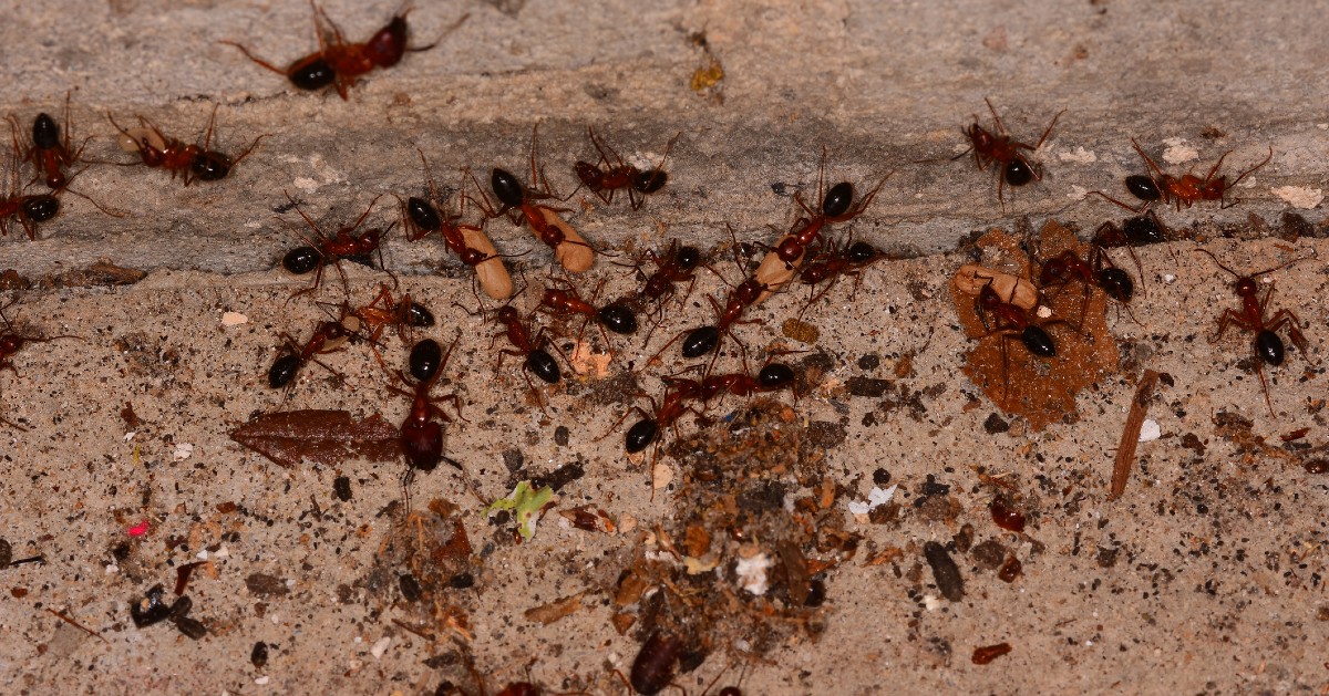 carpenter ants