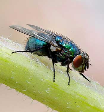 Professional Pest Control Services in Tracy CA