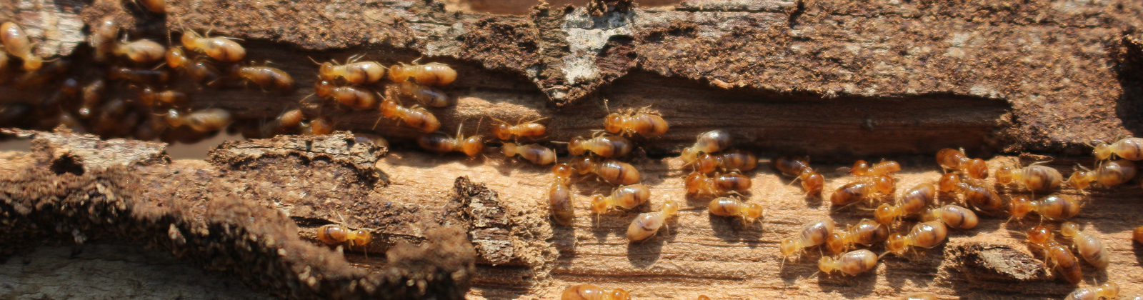 termites on wood