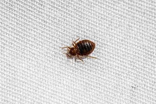 Professional Pest Control Services in Tracy CA