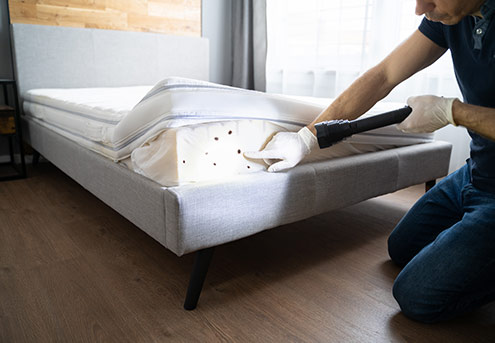 bed bugs on the side of a mattress - bed bug treatment