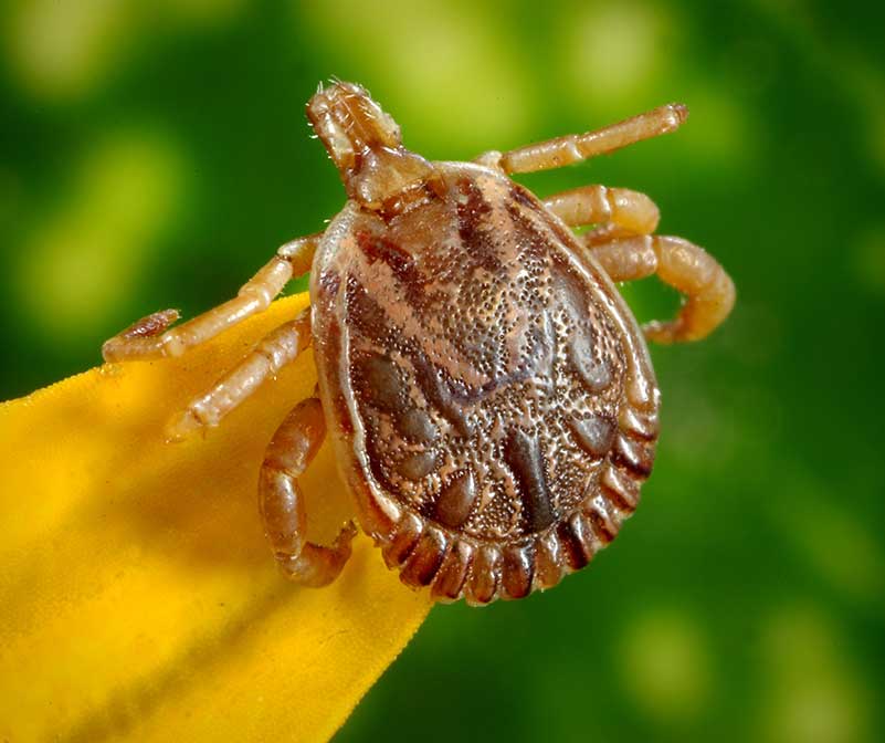 Professional Pest Control Services in Tracy CA