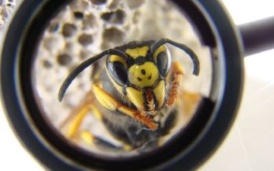 this wasp is trying to get into your car