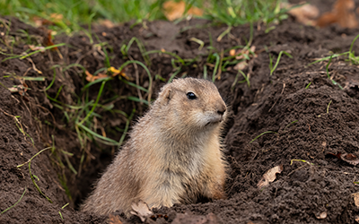 Gopher in hole in California | Humane Removal and Prevention of Gopher Infestations in Northern California