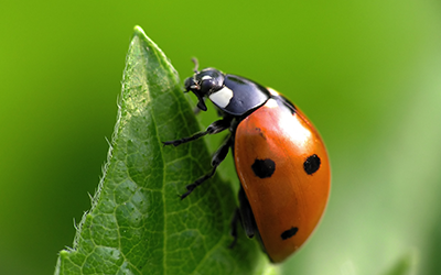 Why Are Ladybugs Going to the Super Bowl in Modesto | AAI