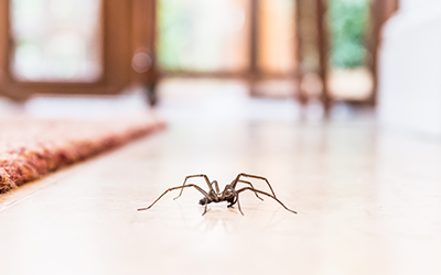 spider in home in Modesto | AAI