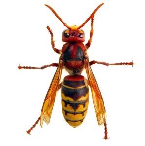 Hornet