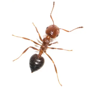 "House" Ants