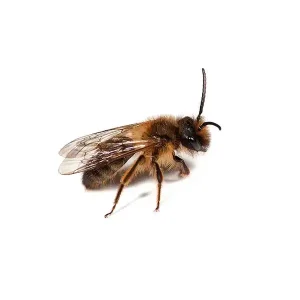 Solitary Ground Bee