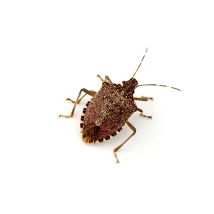 Overwintering Insects