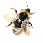 Bumble Bee