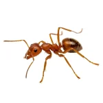 Fire Ant
